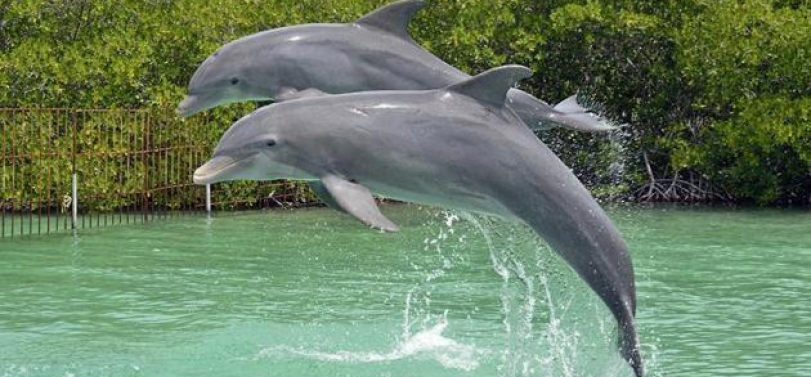 Espectáculos de delfines en el Delfinario de Cienfuegos, Cuba[:en]Dolphin shows at the Cienfuegos Dolphinarium, Cuba